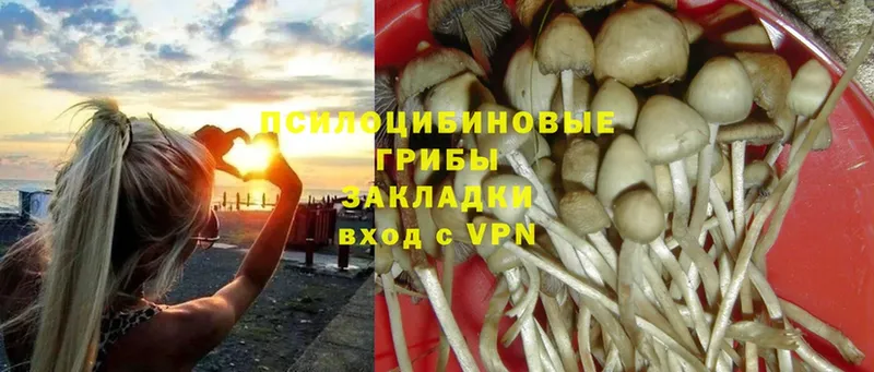 Галлюциногенные грибы Psilocybine cubensis  KRAKEN ONION  Гаврилов Посад 